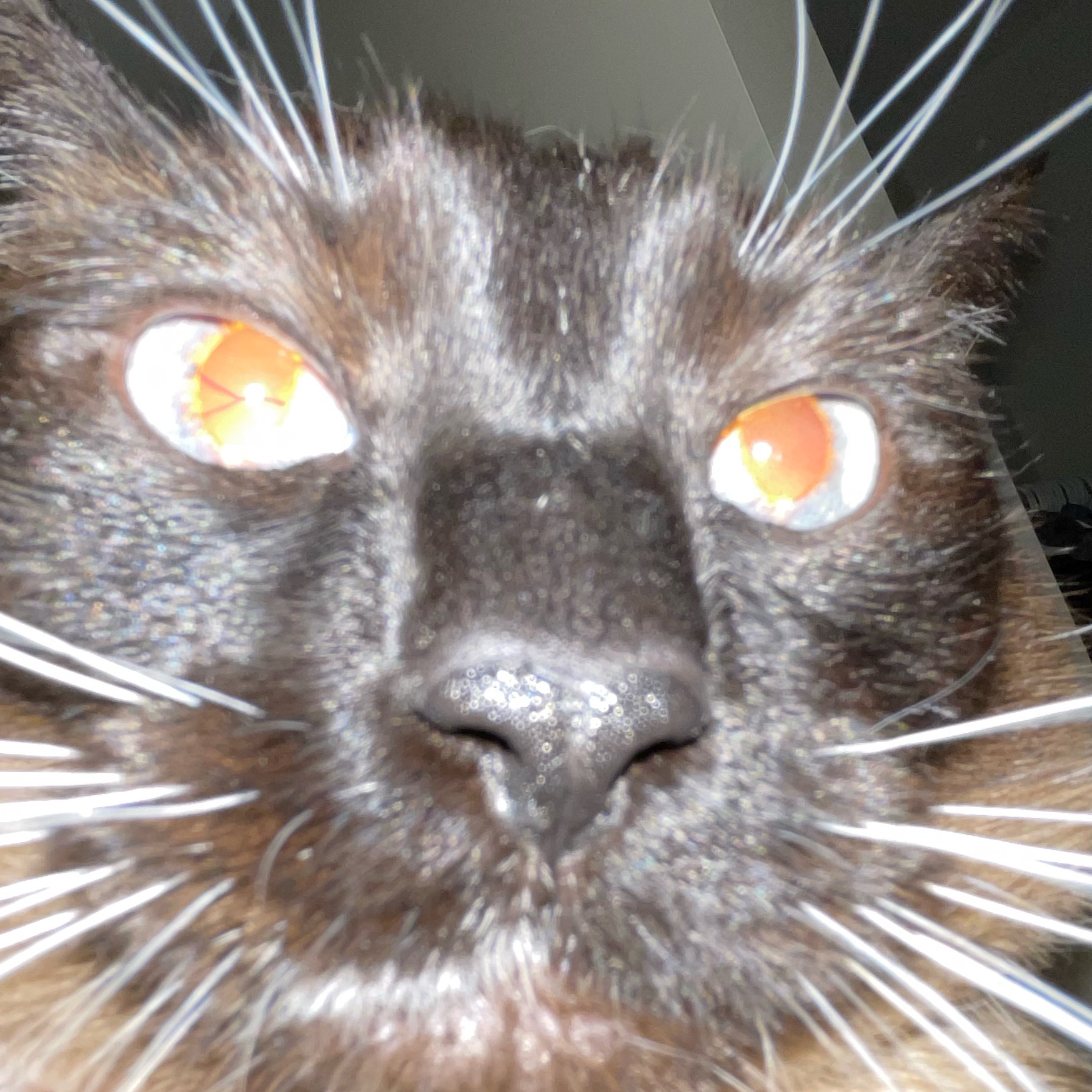 String of Pearls plant photo by @soogie named eminem on Greg, the plant care app.