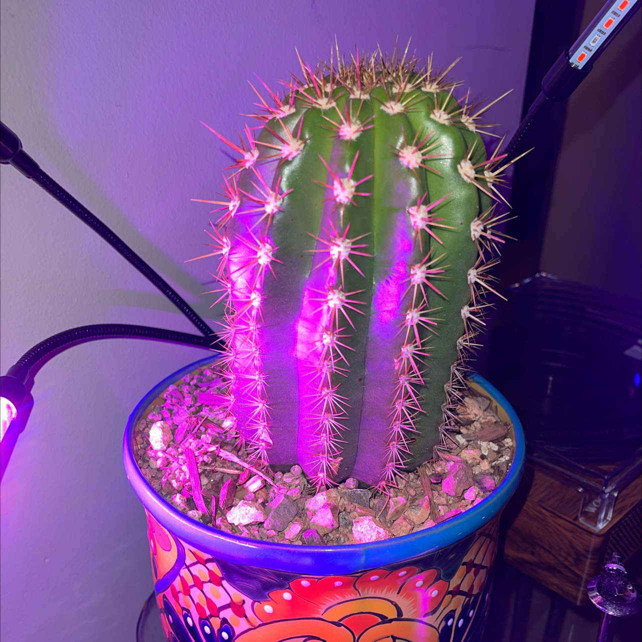 Sun Goddess Barrel Cactus in a decorative pot under purple grow lights.