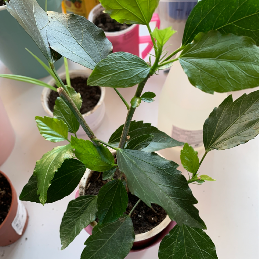 Healthy Chinese Hibiscus plant with green leaves and visible soil in a pot.