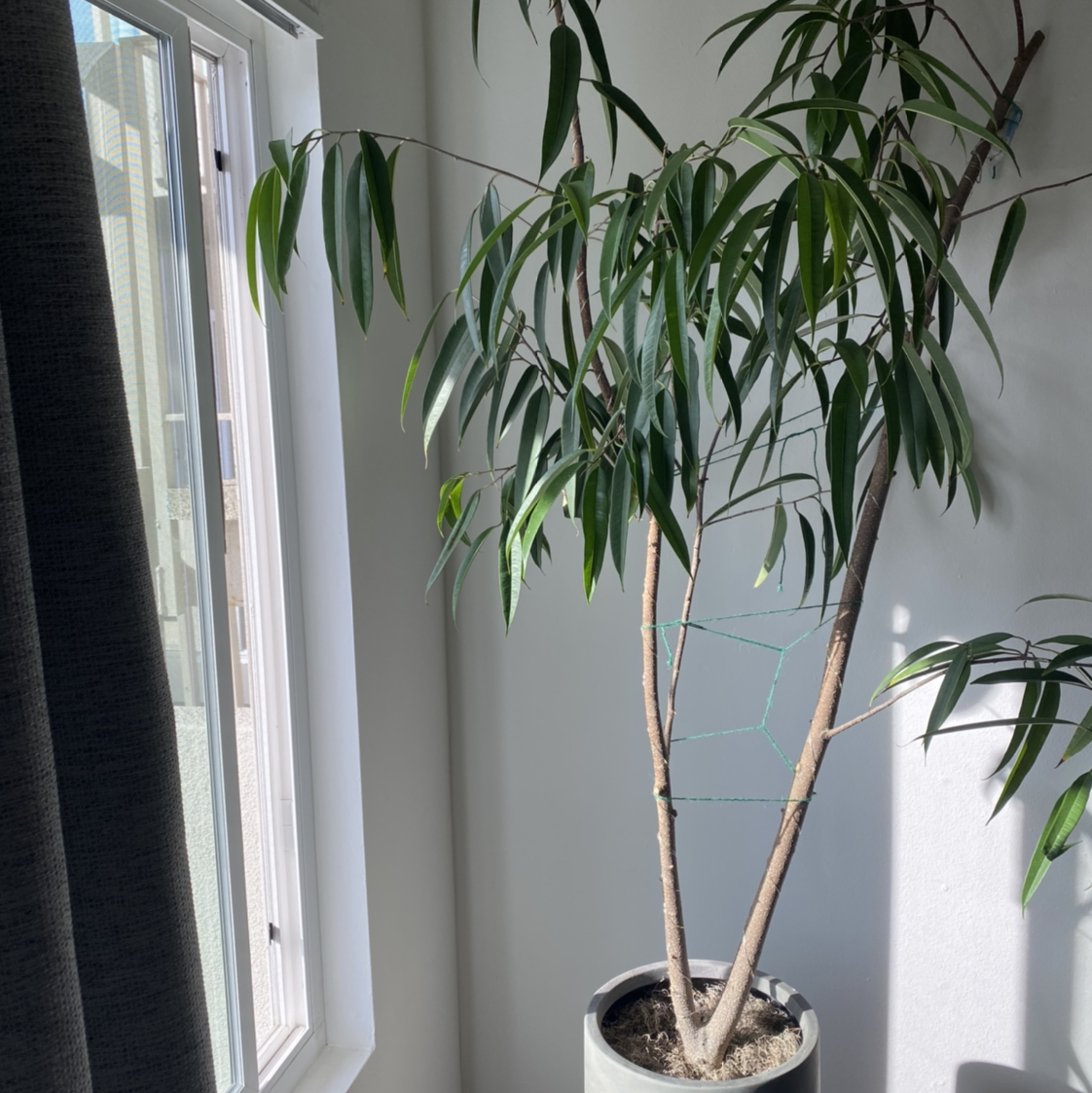 Ficus Alii plant near a window with healthy, slender leaves.