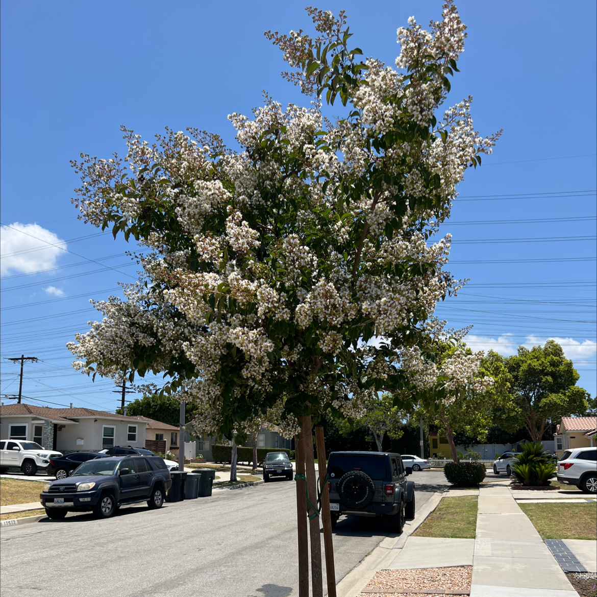 Large Cape Myrtle tree in full bloom with white flowers in a suburban neighborhood lawn strip between sidewalk and street.