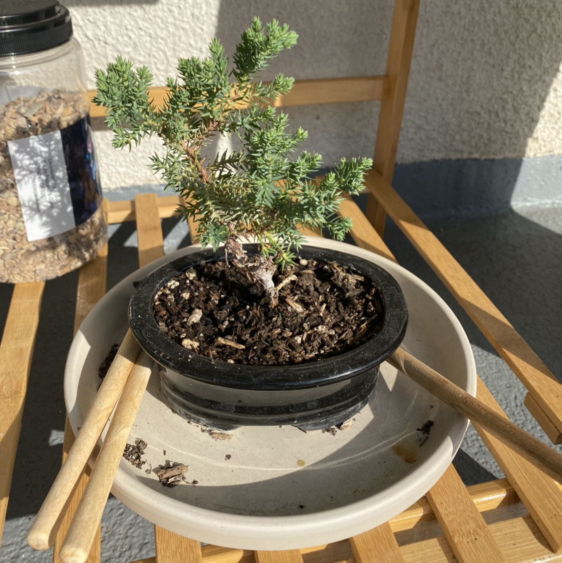 Potted Japanese Garden Juniper on a wooden surface with visible soil.