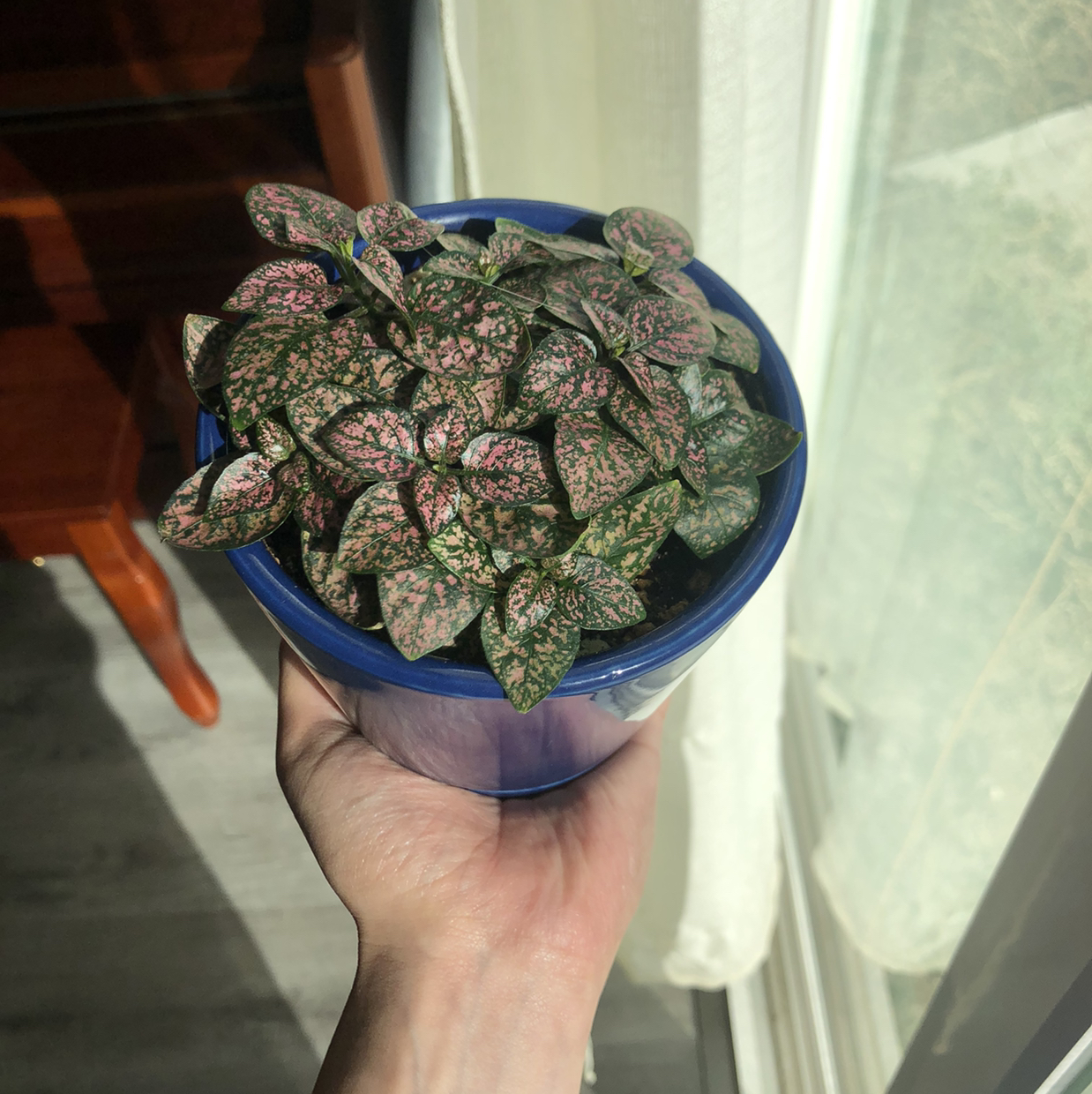 Polka Dot Plant plant photo by @artangel named kiwi on Greg, the plant care app.