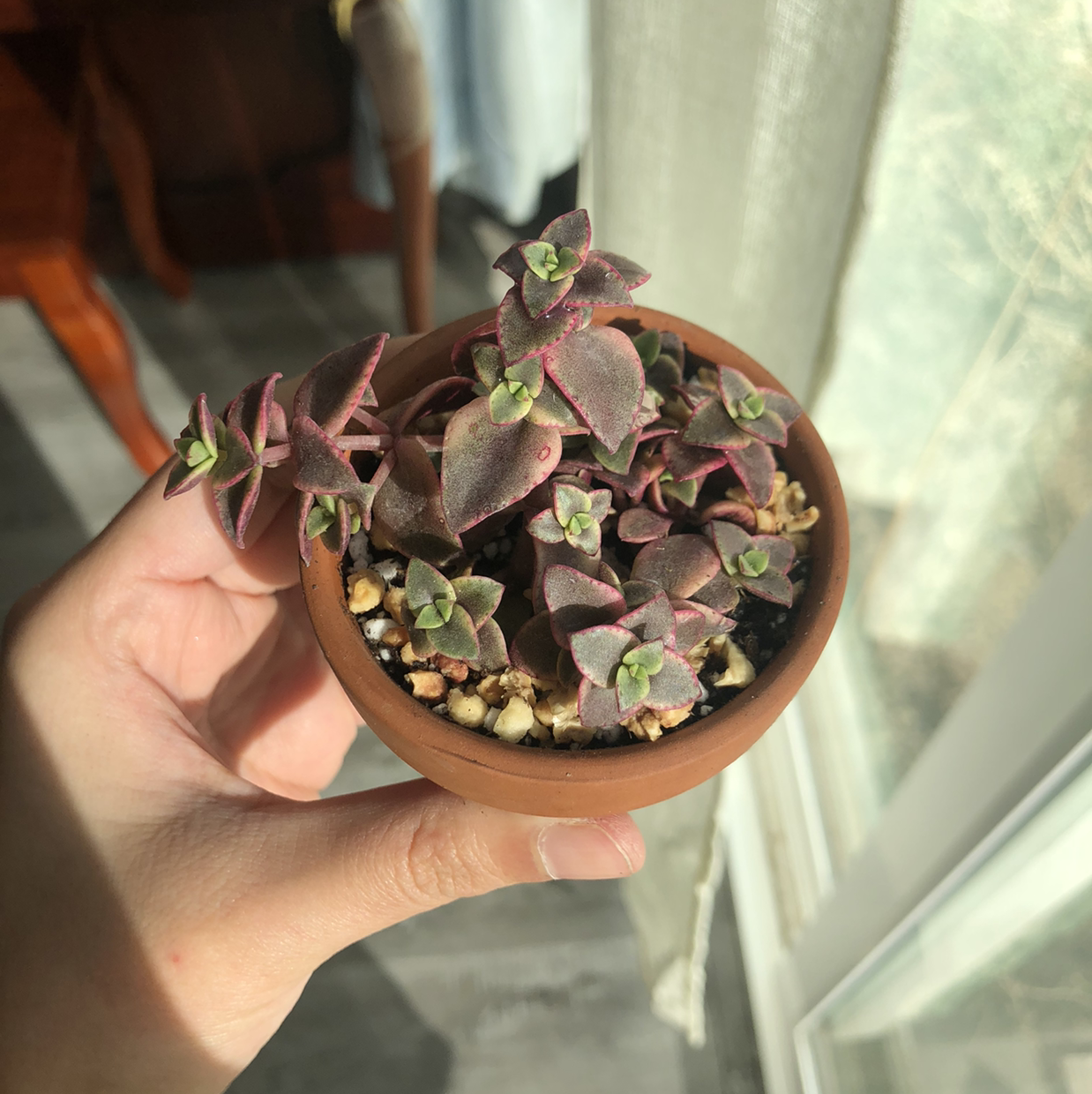 A healthy Calico Kitten plant in a small pot, held by a hand.