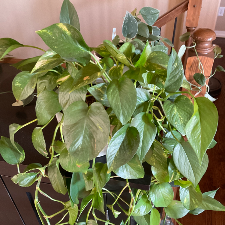 Taro Vine plant photo by Mike named Sigmund on Greg, the plant care app.