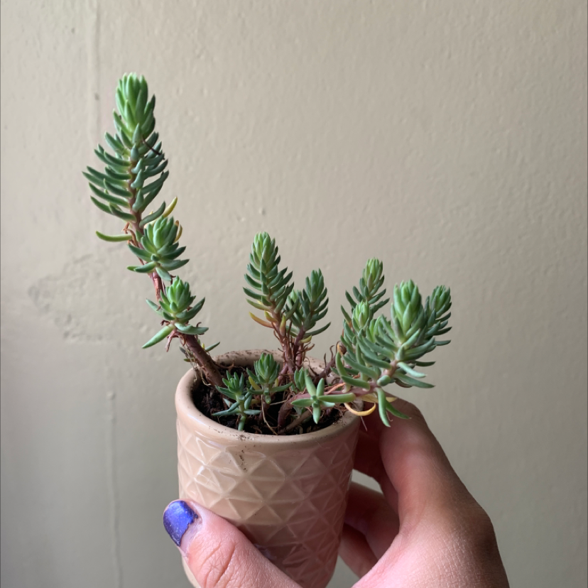 A healthy Pale Stonecrop succulent in a small pot, held by a hand.