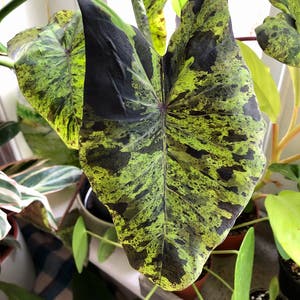 Black Magic Elephant Ear plant photo by @Finchwing named Mojito on Greg, the plant care app.