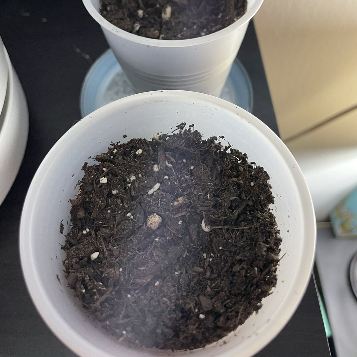 Two small potted Meyer lemon tree seedlings with healthy green leaves and no signs of disease, in white ceramic pots with dark soil.
