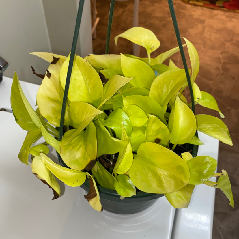 Neon Pothos plant photo by Michaela named Pothos on Greg, the plant care app.