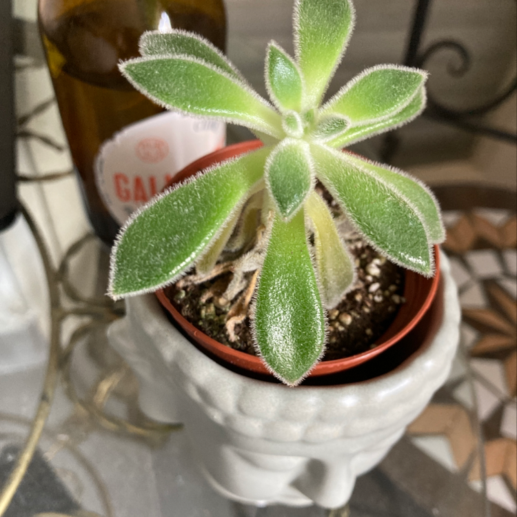 A well-focused image of a Plush Plant in a decorative pot with visible soil.