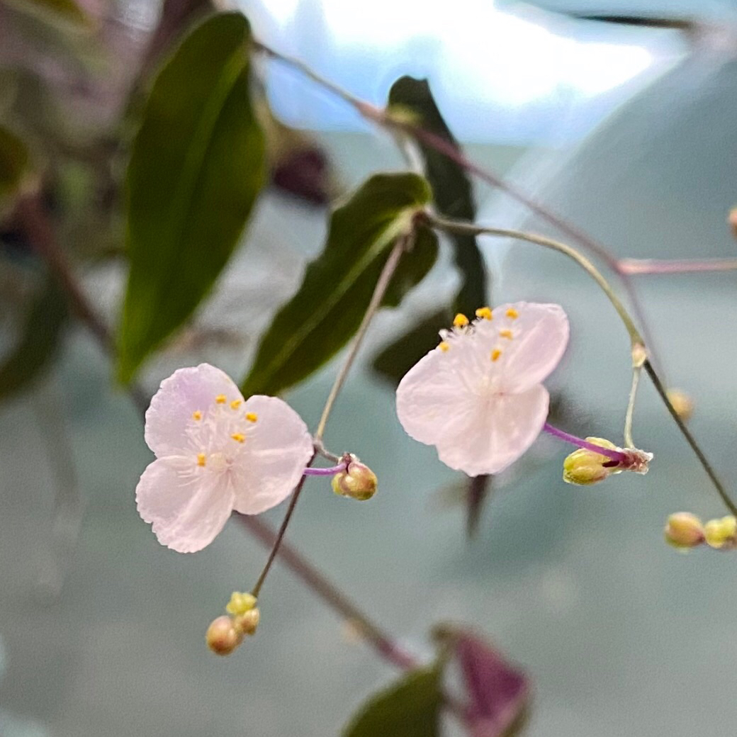 Close-up of a Tahitian Bridal Veil plant with delicate white flowers and green leaves.