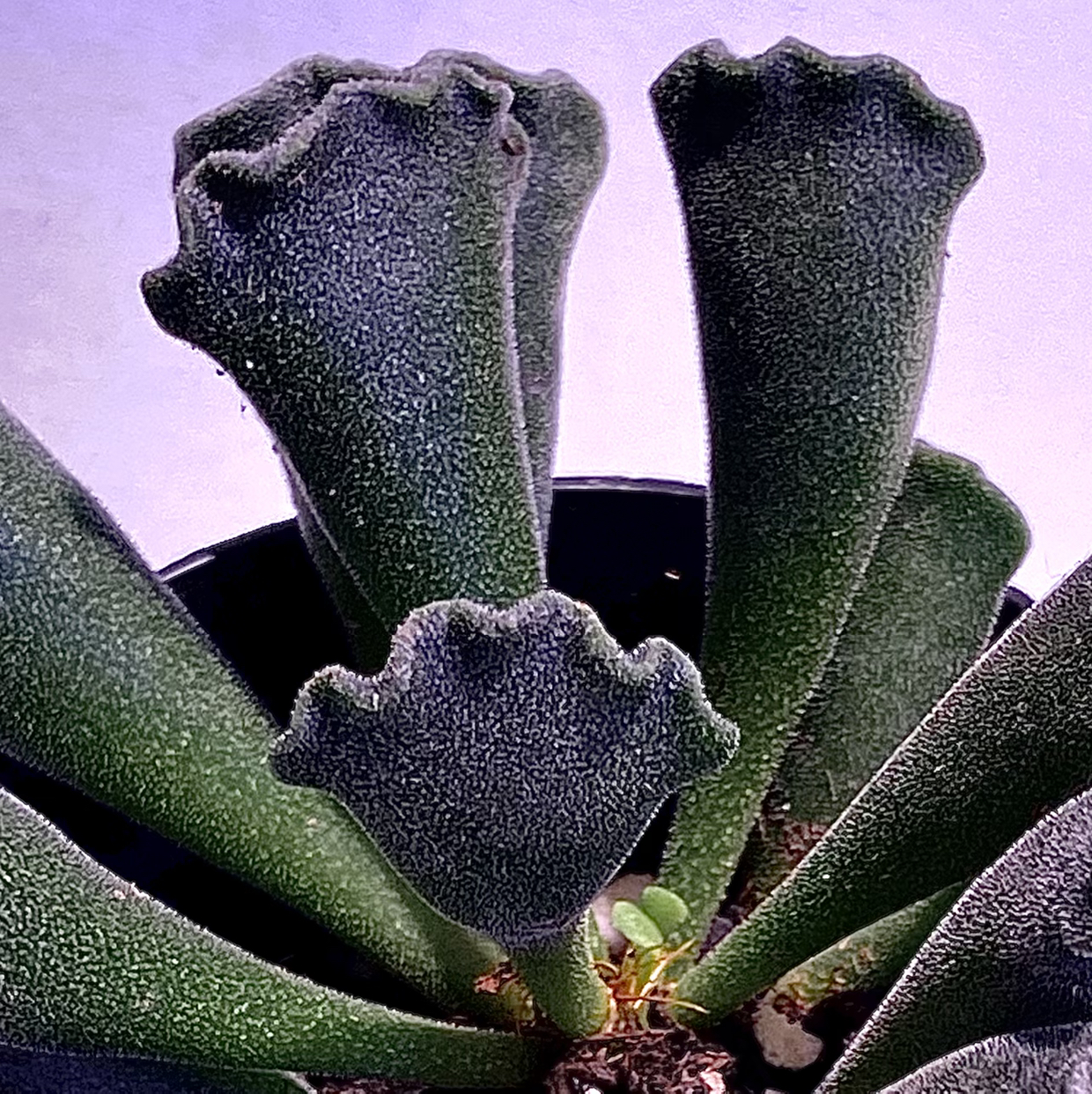 Photo of the plant species Pillow Feet Crinkle Leaf Plant by @CultivateEdu named (DC) Peanut butter pillow feet on Greg, the plant care app