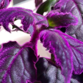 Purple Velvet Plant plant in Council Bluffs, Iowa