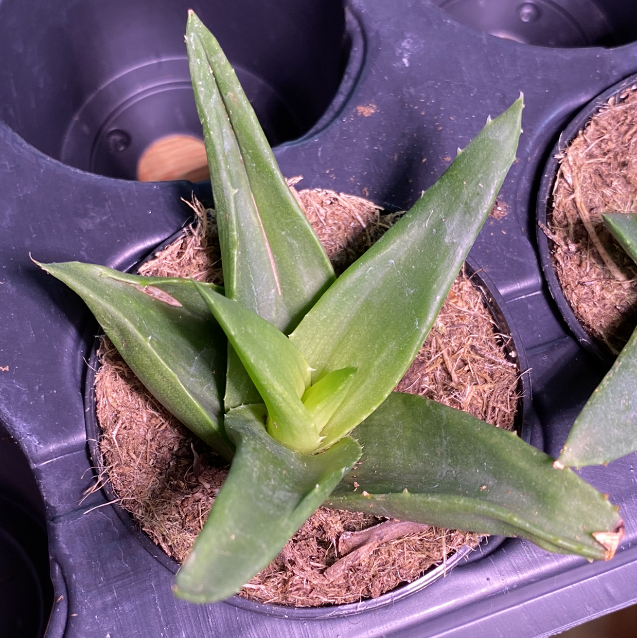 Alworthia 'Black Gem' succulent in a small pot with visible soil.