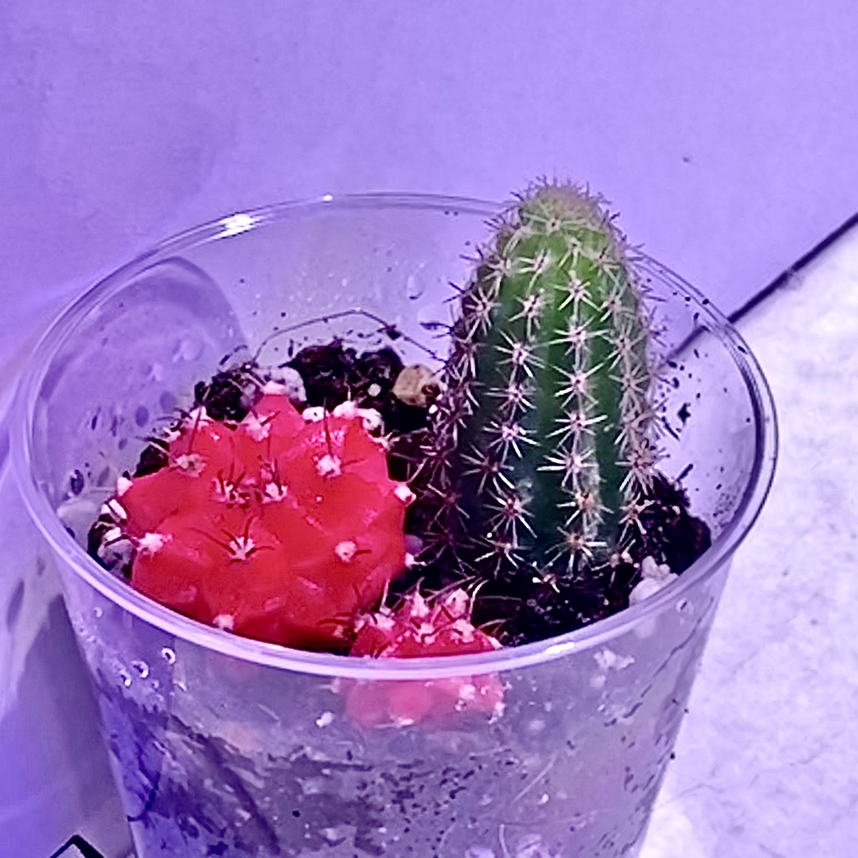 Photo of the plant species Peanut Cactus by @CultivateEdu named (DC) Prick on Greg, the plant care app