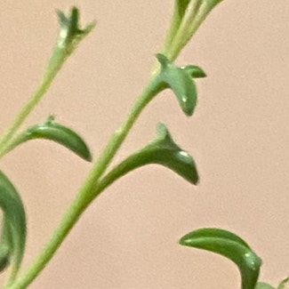 String of Dolphins plant in Council Bluffs, Iowa