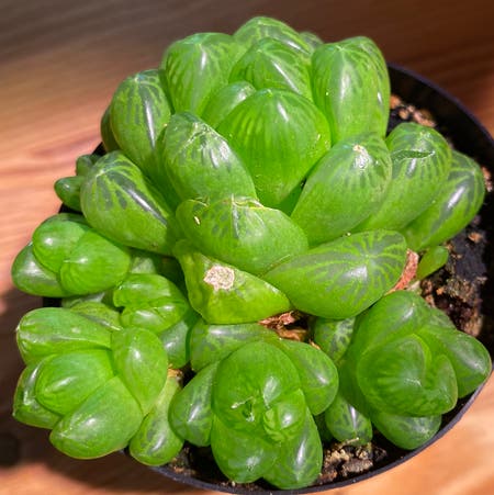 Photo of the plant species Haworthia chloracantha by Cultivatelove named Inside out on Greg, the plant care app