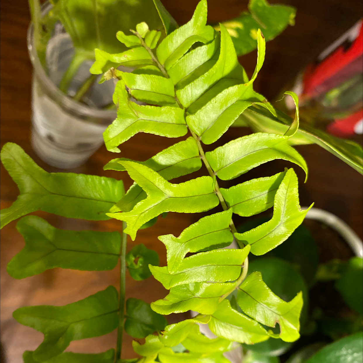 Photo of the plant species Gretnae by @CultivateEdu named Fernie Mac on Greg, the plant care app