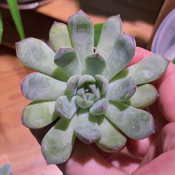 Photo of the plant species Echeveria pelusida 'Mexican Hat' by @CultivateEdu named Bella on Greg, the plant care app