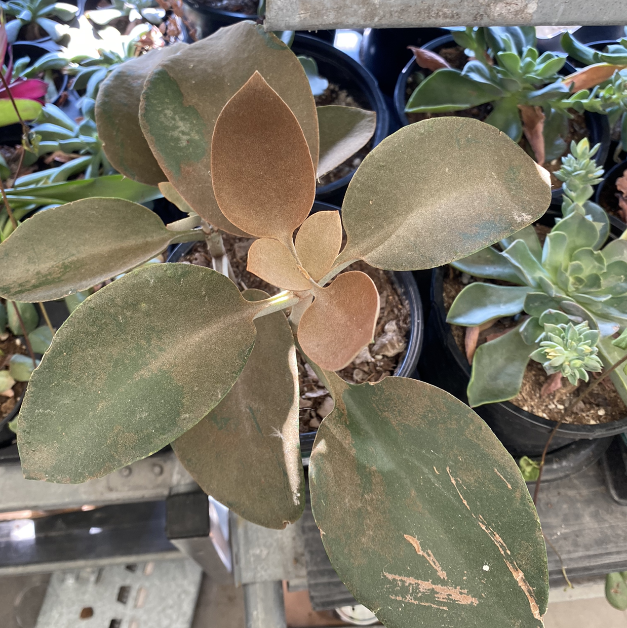 Photo of the plant species Copper Spoons by @CultivateEdu named (DC) Leaf Erickson on Greg, the plant care app