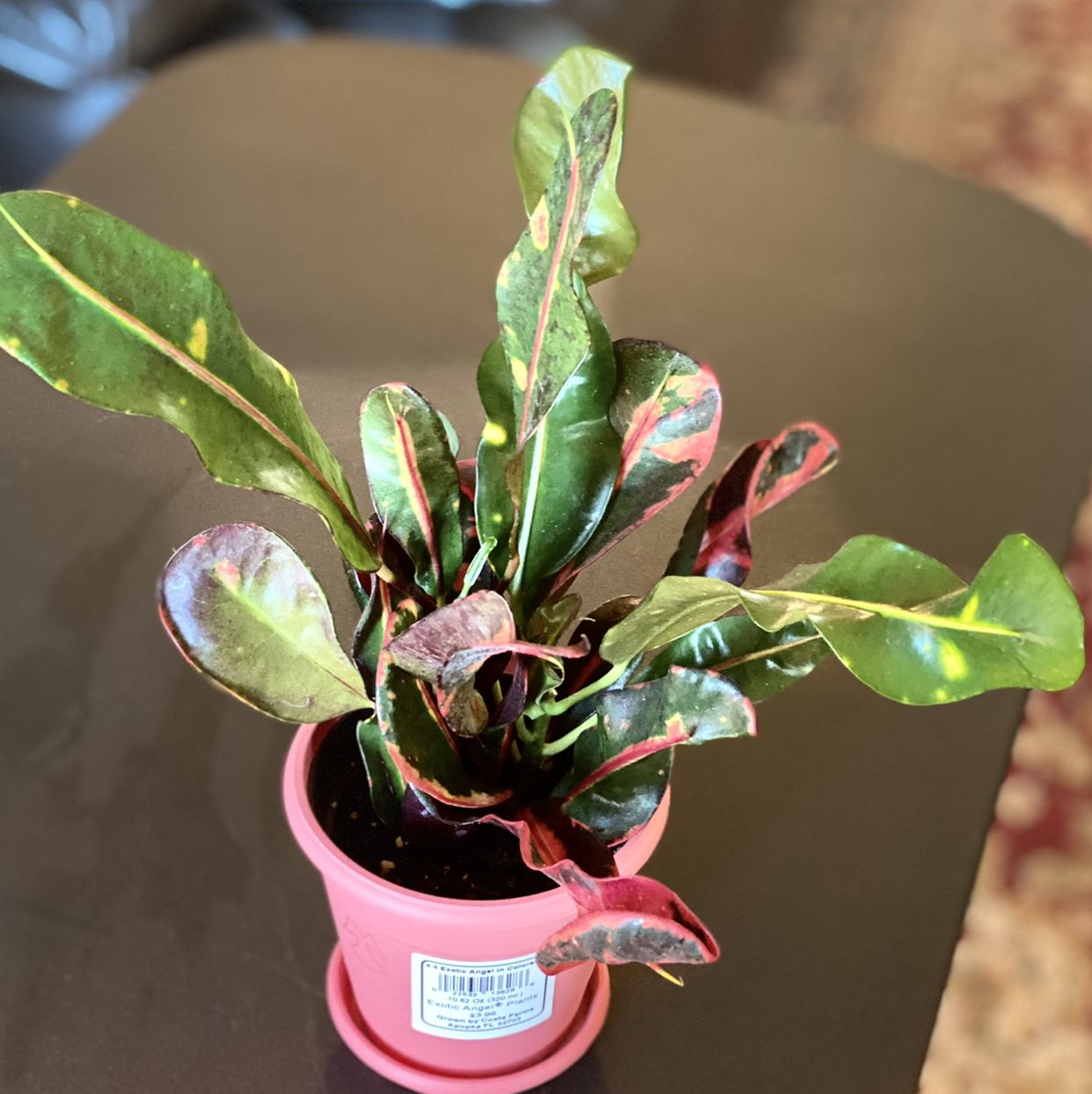 Croton Mammy plant in a small pot with green, red, and yellow variegated leaves.