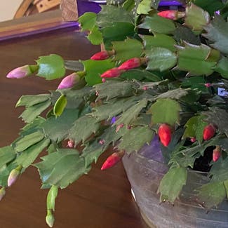 False Christmas Cactus plant in Council Bluffs, Iowa