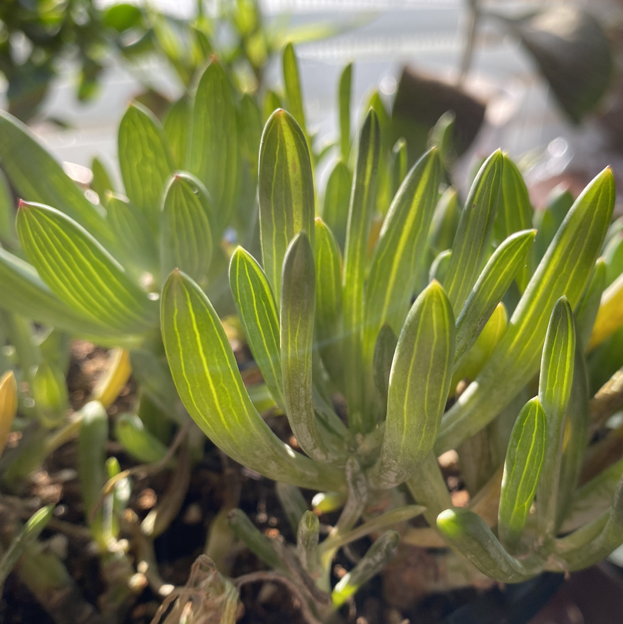 Close-up of Blue Chalksticks succulent with green cylindrical leaves and visible soil.
