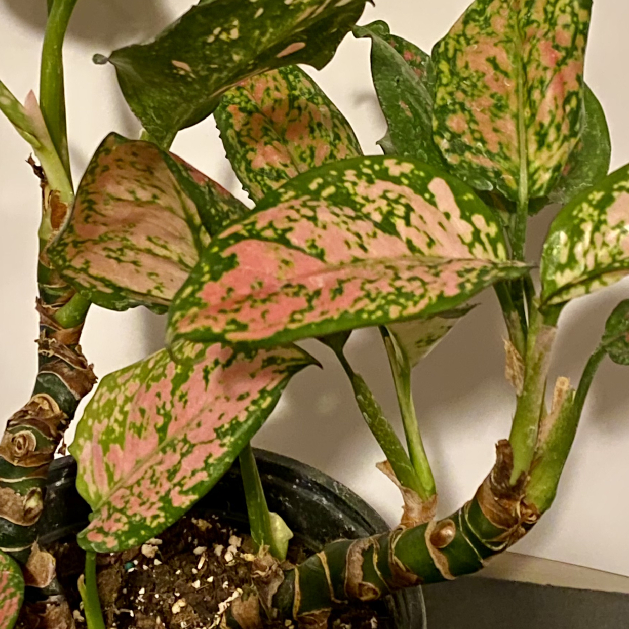 Aglaonema 'Red Valentine' plant with pink and green variegated leaves in a pot with visible soil.