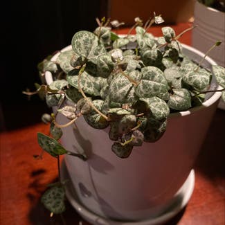 String of Hearts plant in Council Bluffs, Iowa
