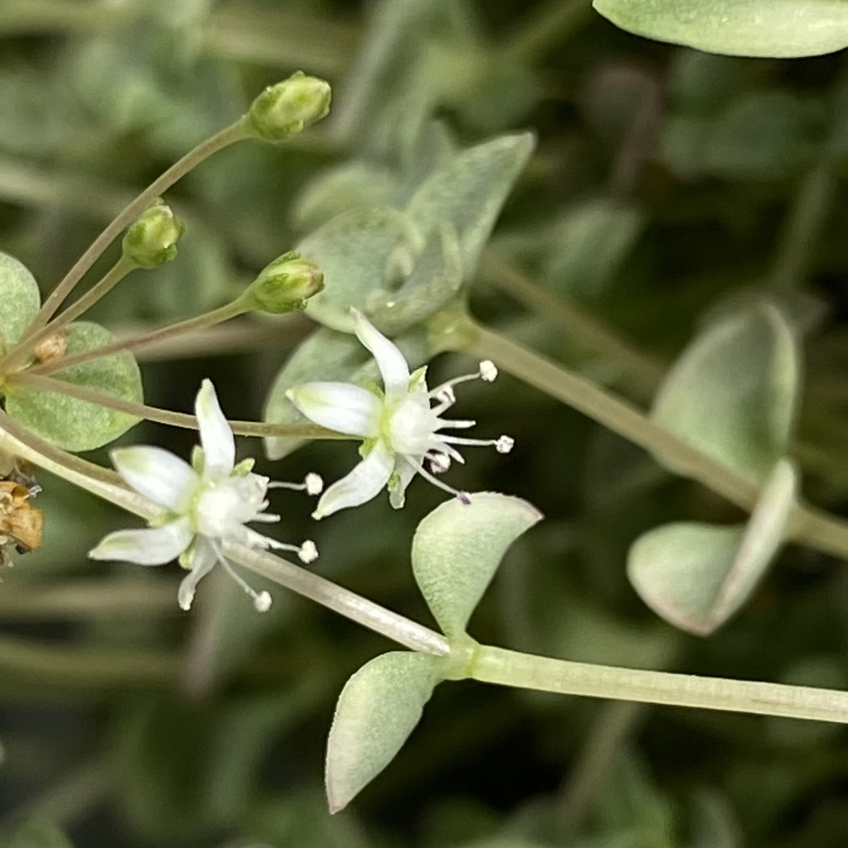 Close-up of a flowering Sedum 'Little Missy' plant with small white flowers.