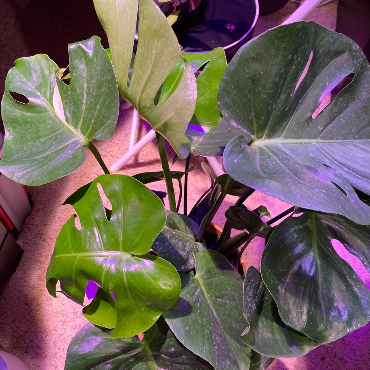 Variegated Monstera plant with multiple leaves under artificial lighting.