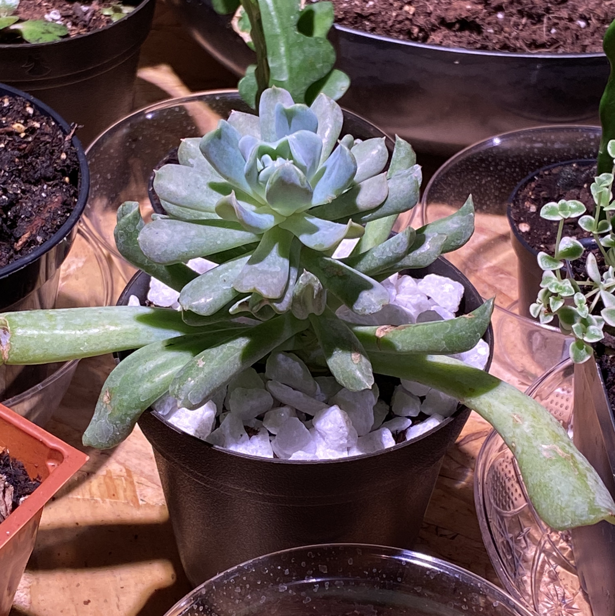 Echeveria 'Topsy Turvy' succulent in a pot with white stones, surrounded by other plants.