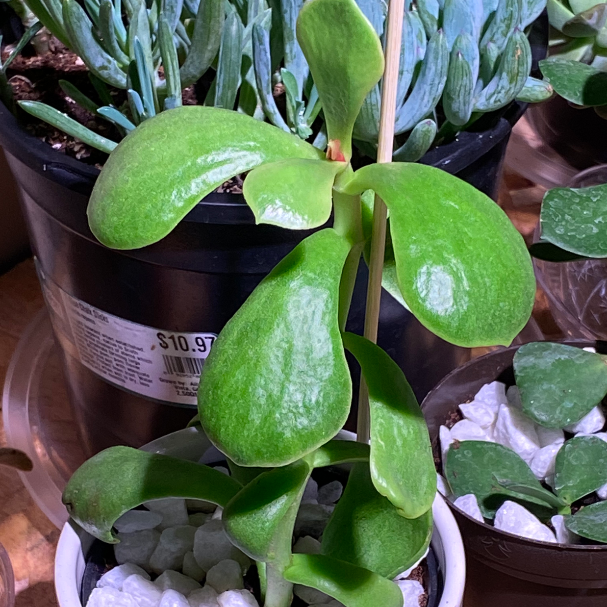 Should I Repot My Dragonfire Kalanchoe And If So, How?