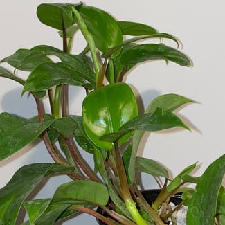 Blushing Philodendron plant in Council Bluffs, Iowa
