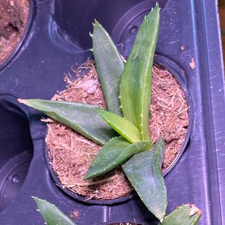 Aloe vera plant in Council Bluffs, Iowa