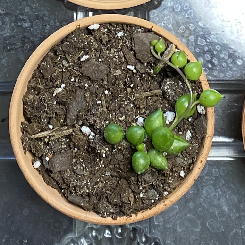 Photo of the plant species Angel's Tears by @CultivateEdu named (DC) Rain on Greg, the plant care app