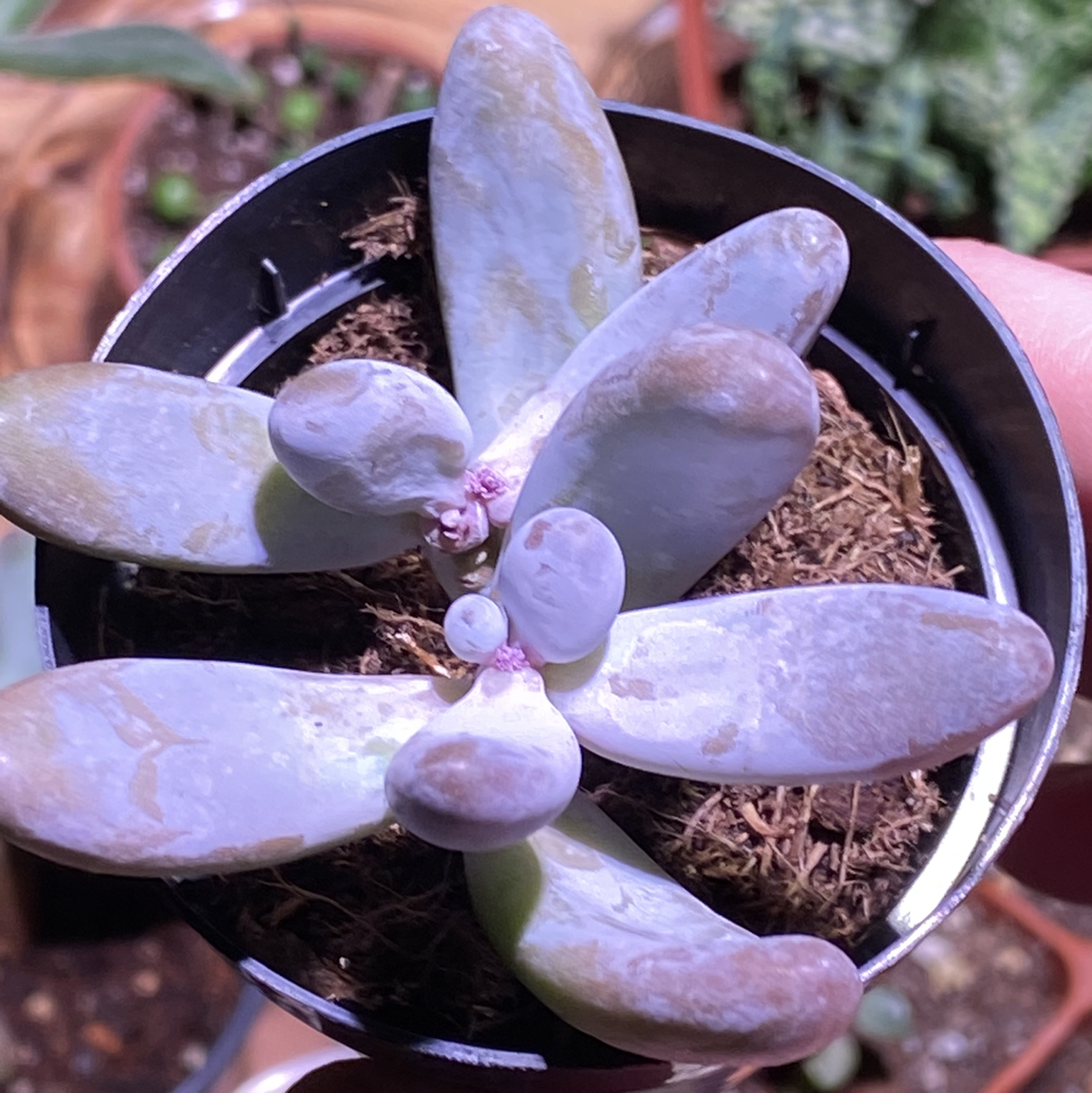 Photo of the plant species Sedum craigii by @CultivateEdu named (DC) Craigii on Greg, the plant care app