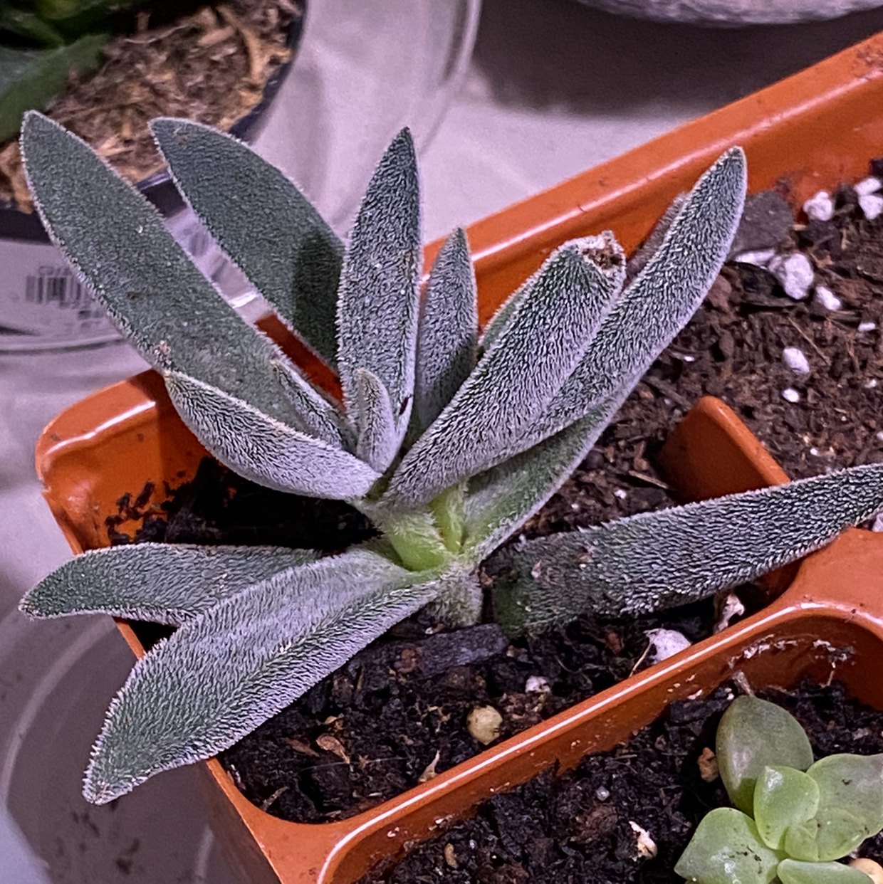 Crassula mesembryanthemoides plant in an orange pot with visible soil.