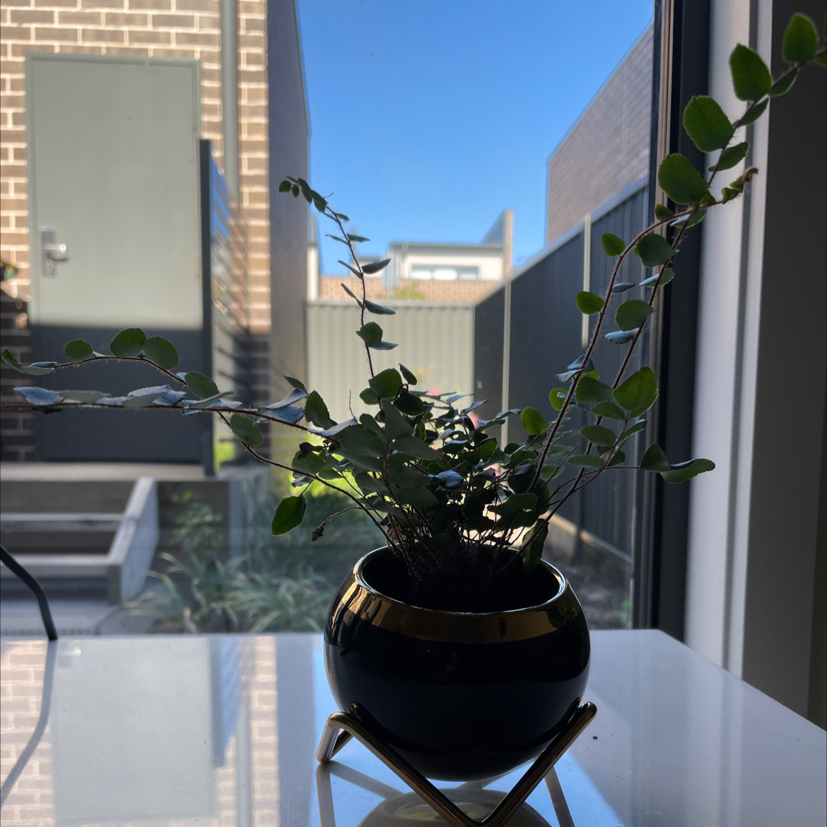Pellaea rotundifolia plant in a small pot on a table near a window.