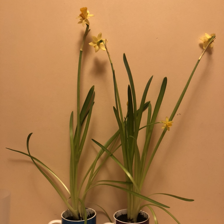 Two Paper White Narcissus plants in small containers with yellow flowers and green leaves.