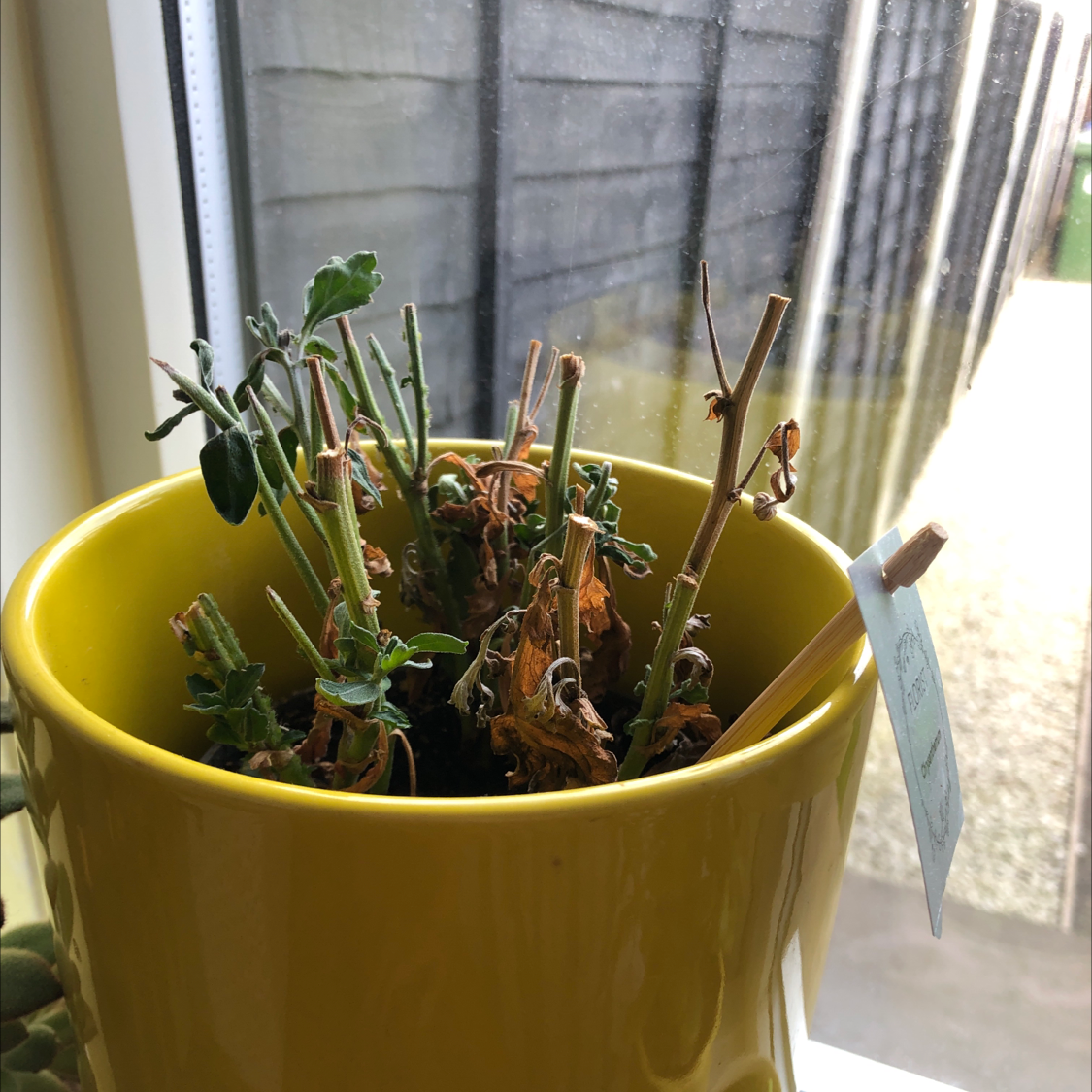 Chrysanthemum plant in a yellow pot with significant wilting and browning of leaves.