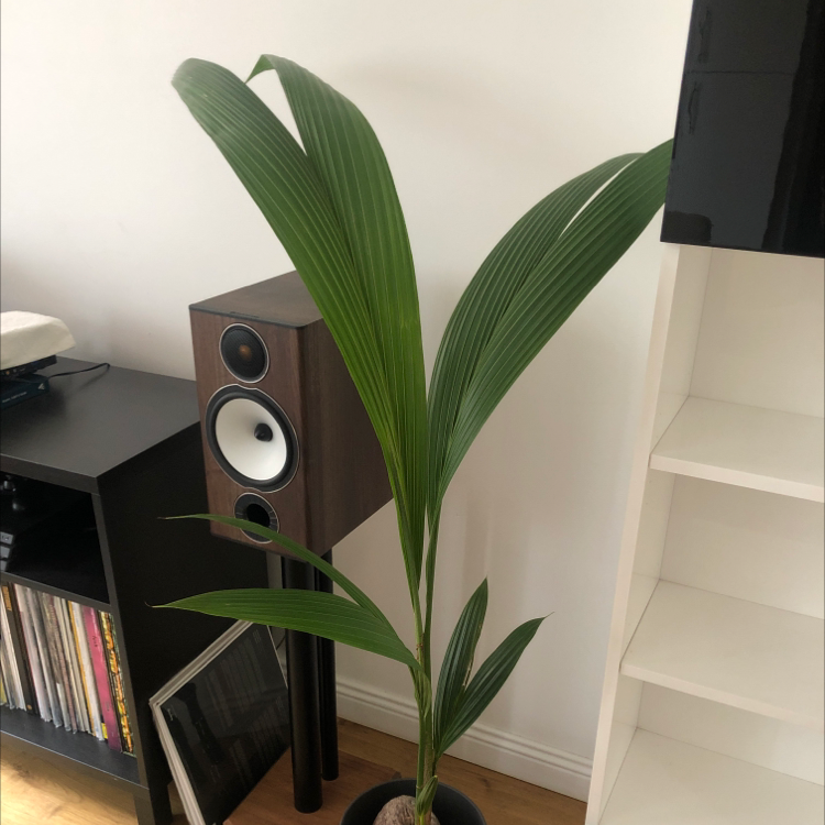 Indoor coconut plant with long green leaves in a pot, placed near a speaker and bookshelf.