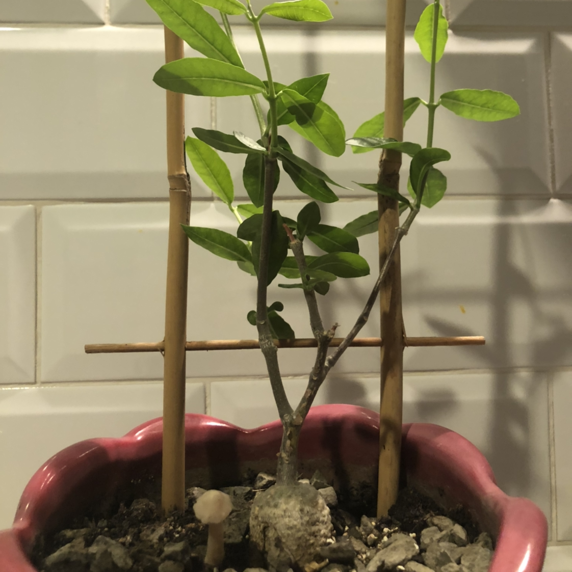 Photo of the plant species Fockea Edulis by Emma named Bulbosaur on Greg, the plant care app