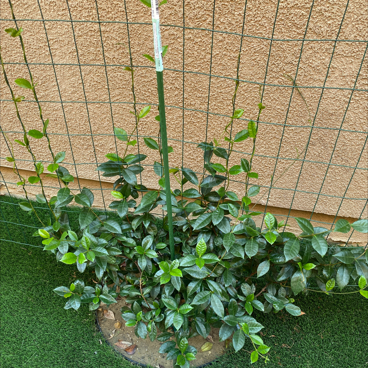 Photo of the plant species Star Jasmine by Jolanda named Bella on Greg, the plant care app