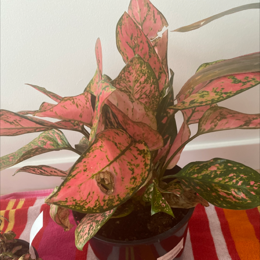 Photo of the plant species Chinese Evergreen Valentine by Nina named Lady Valentina on Greg, the plant care app