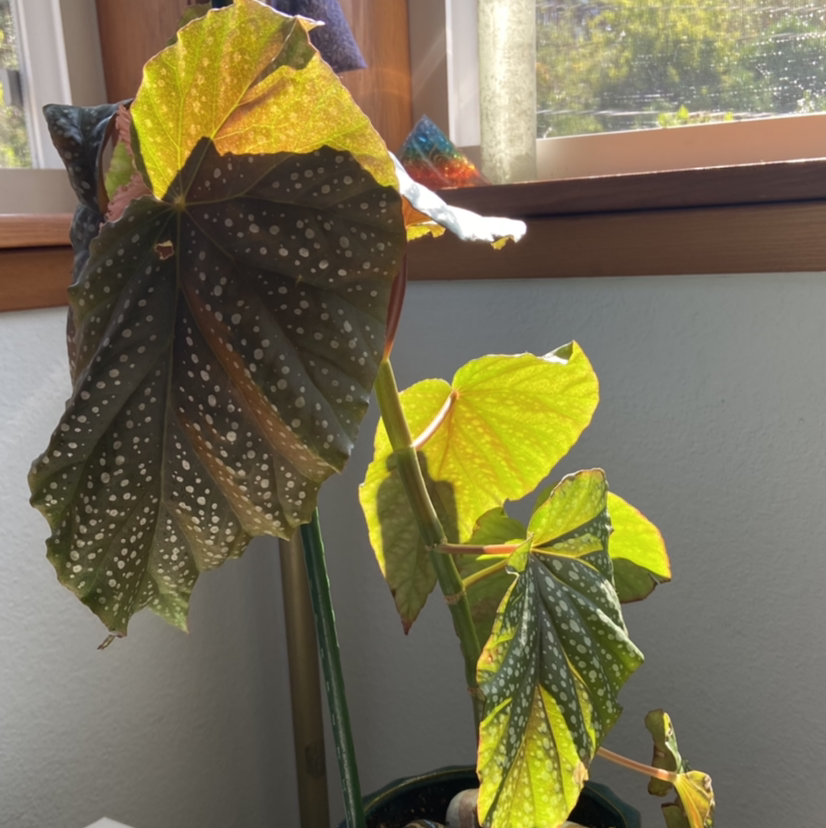 Polka Dot Begonia plant photo by @z.white18 named angel wing begonia￼<3 on Greg, the plant care app.