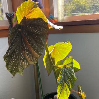 Polka Dot Begonia plant in Edgewood, Washington