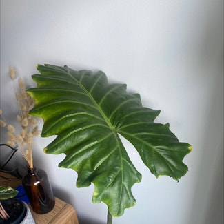 Jewel Alocasia plant in Wollongong, New South Wales