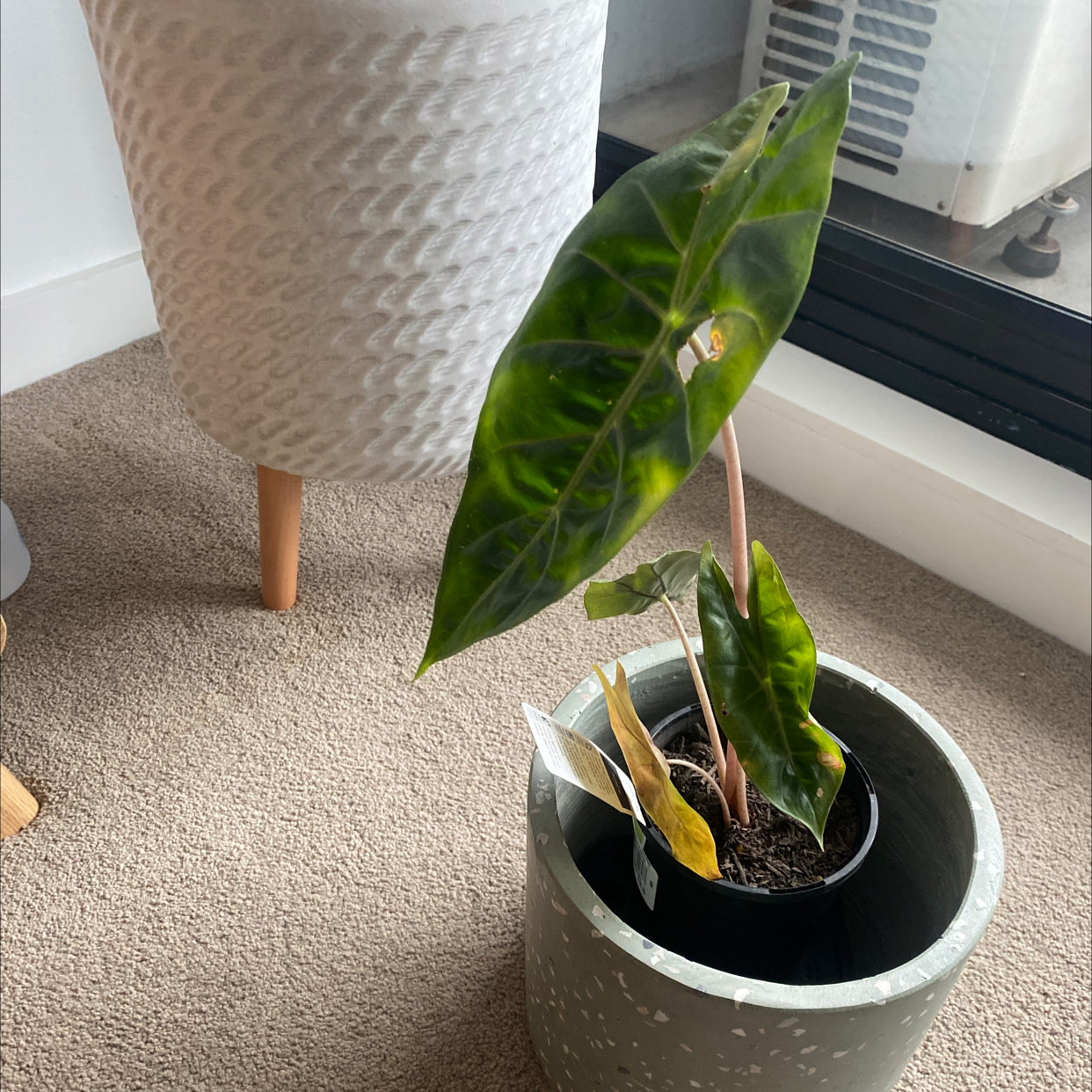 Photo of the plant species Alocasia 'Bambino' by @RyleyShaw named Dwarf alocasia on Greg, the plant care app