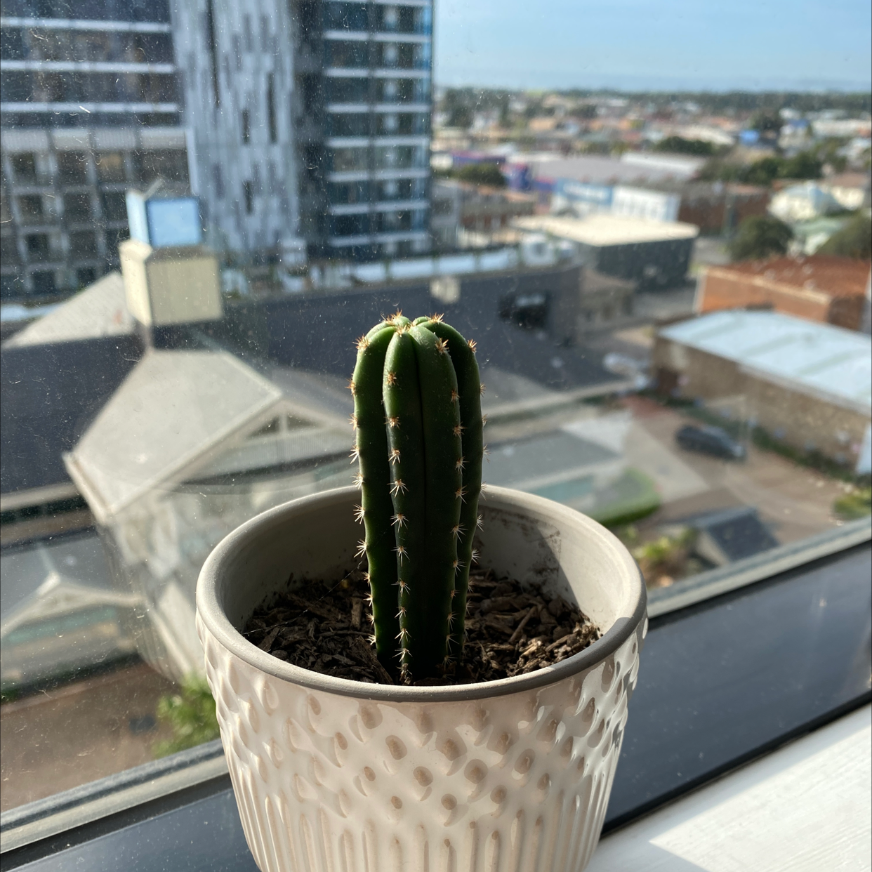 Pleated Cereus plant photo by @RyleyShaw named Spike on Greg, the plant care app.